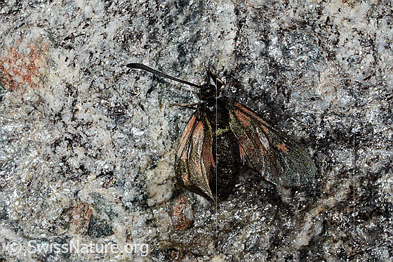Foto: Alpen-Widderchen (Zygaena exulans). Flügel halb geöffnet. Ansicht von oben.