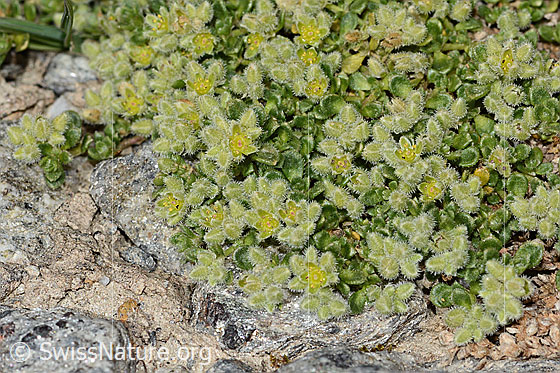 Photo: Herniaria alpina. Blossoms and leaves. Height: < 1cm.