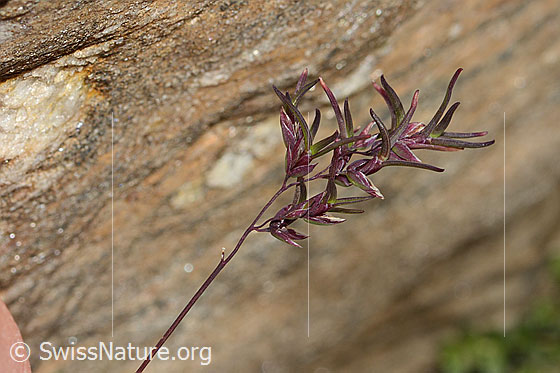 Photo: Probably Poa alpina. Panicle.