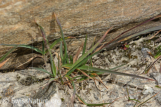 Foto: Wahrscheinlich Alpen-Rispengras (Poa alpina). Blätter.