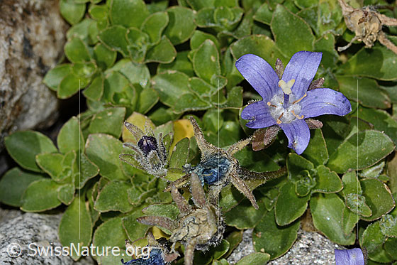 Photo: Campanula cenisia. Whole plant (habit). Height = 3.5cm.