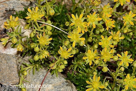 Photo: Saxifraga aizoides. Blossoms and leaves.