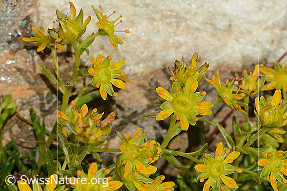 Foto: Bewimperter Steinbrech (Saxifraga aizoides). Blüten.