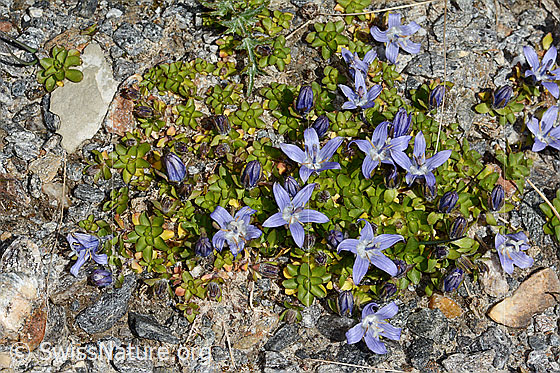 Photo: Campanula cenisia. Whole plant (habit).