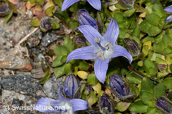 Photo: Campanula cenisia. Blossom.