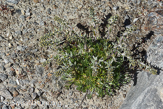 Photo: Artemisia genipi. Whole plant (habit). View from above.