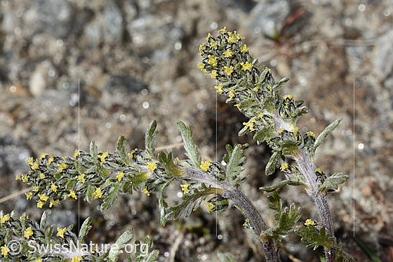 Photo: Artemisia genipi. Blossomsstände, stem and stem leaves.