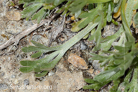 Photo: Artemisia genipi. Basal leaf.
