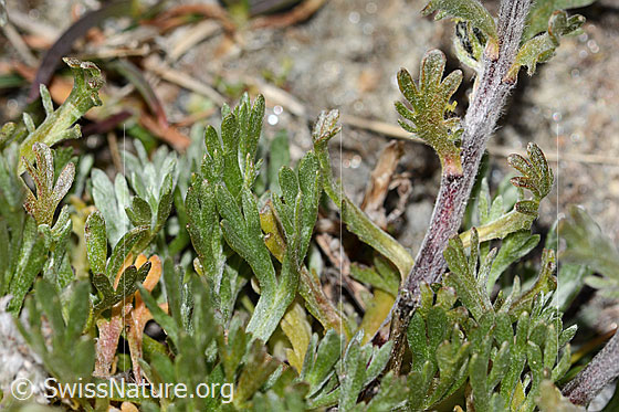 Photo: Artemisia genipi. Basal leaves, stem and middle stem leaf.