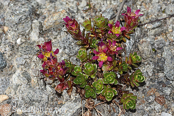Photo: Saxifraga biflora. Whole plant (habit).