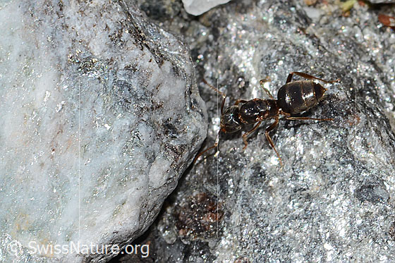 Photo: Probably Formica pressilabris. Length 4.5 - 6.5mm. View from diagonally above.