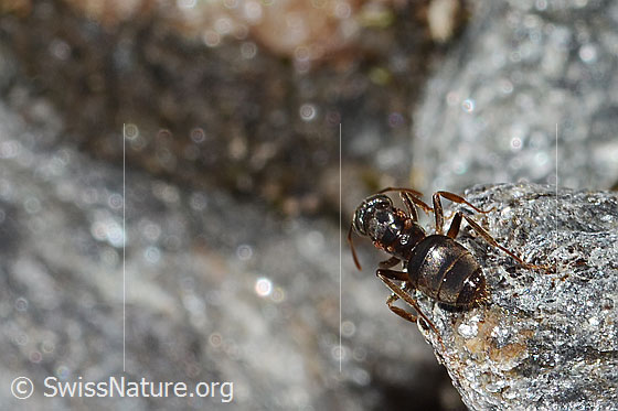 Photo: Probably Formica pressilabris. Length 4.5 - 6.5mm. View from behind top.