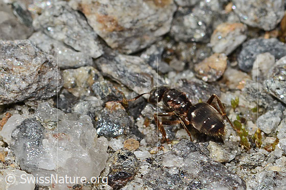 Photo: Probably Formica pressilabris. Length 4.5 - 6.5mm. View from behind top.