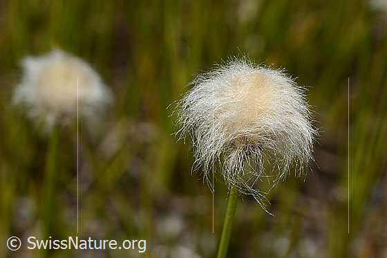 Foto: Scheuchzers Wollgras (Eriophorum scheuchzeri). Blüte.