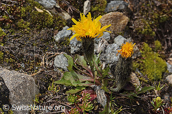 Photo: Leontodon montanus. Whole plant (habit). Height = 5cm.