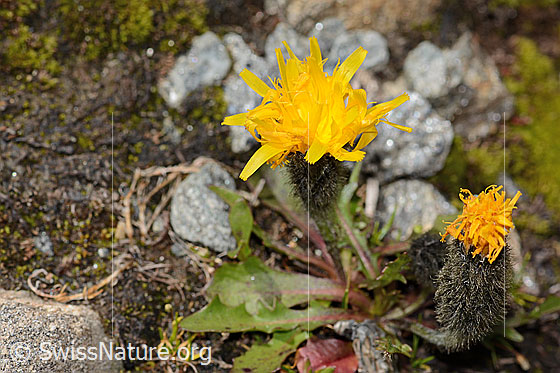 Photo: Leontodon montanus. Blossom.