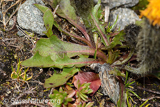 Photo: Leontodon montanus. Leaves. Leaf top.