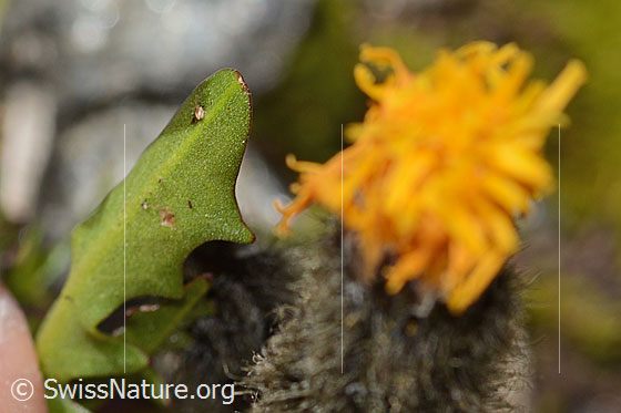 Photo: Leontodon montanus. Leaf underside.