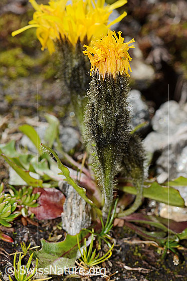 Photo: Leontodon montanus. Whole plant (habit).