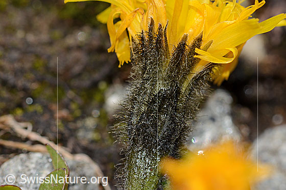 Photo: Leontodon montanus. Bracts, densely black-haired.
