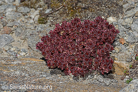 Photo: Sedum atratum. Whole plant (habit).
