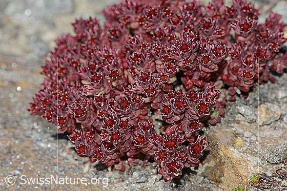 Photo: Sedum atratum. Blossoms,
