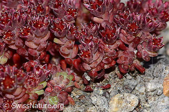 Photo: Sedum atratum. Blossoms and leaves,
