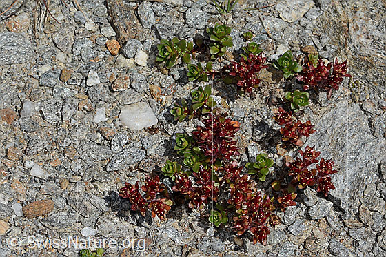 Photo: Saxifraga biflora. Whole plant (habit).