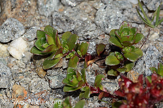 Photo: Saxifraga biflora. Leaves.