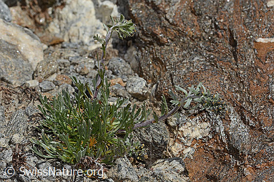 Photo: Artemisia genipi. Whole plant (habit).