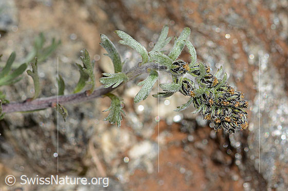 Photo: Artemisia genipi. Stem, stem leaves and blossom.