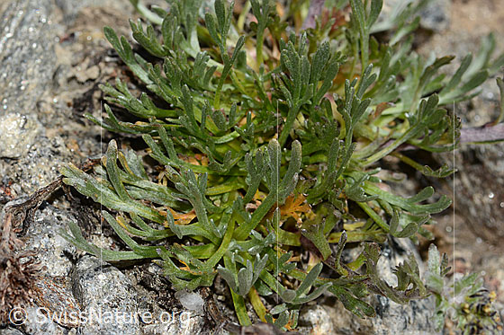 Photo: Artemisia genipi. Basic leaves.