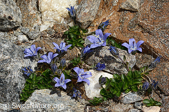 Photo: Campanula cenisia. Whole plant (habit). Height = 4cm.