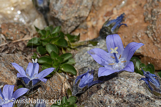 Photo: Campanula cenisia. Blossom. View from side front.