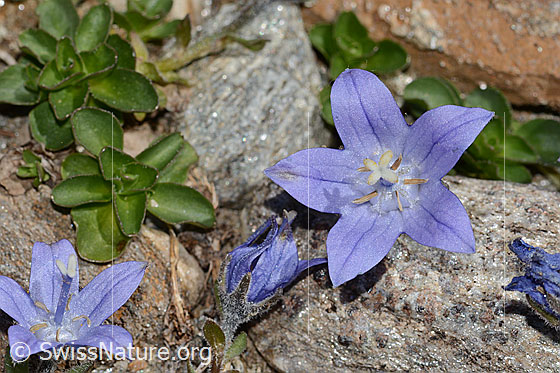 Photo: Campanula cenisia. Blossom. View from the front.