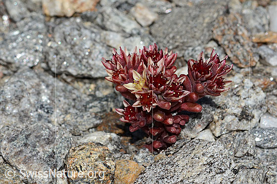 Photo: Sedum atratum. Whole plant (habit).