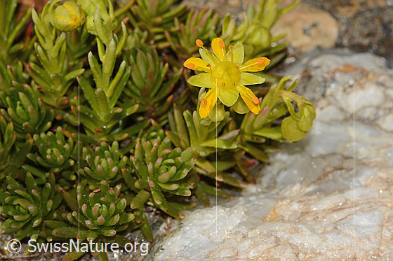 Photo: Saxifraga aizoides. Blossoms and leaves.