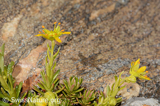 Photo: Saxifraga aizoides. Stem, stem leaves and blossoms. Height = 3cm. View from the side.