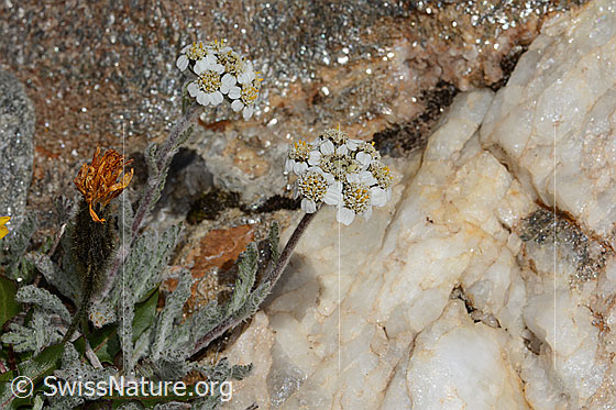Photo: Achillea nana. Whole plant (habit).