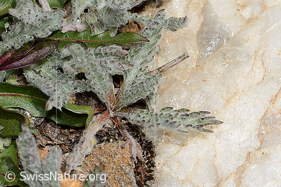 Photo: Achillea nana. Leaves.