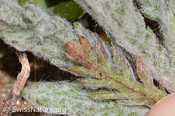 Photo: Achillea nana. Leaf underside.