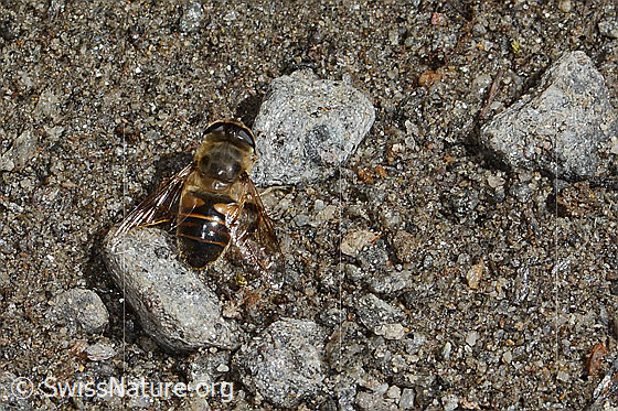 Foto: Mistbiene (Eristalis tenax). Länge 14 - 16mm. Weibchen. Ansicht von oben.