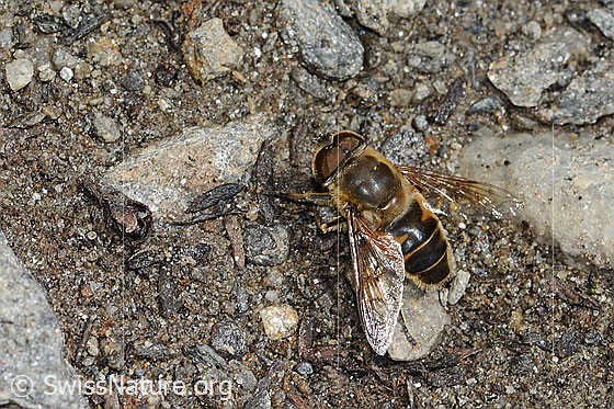 Foto: Mistbiene (Eristalis tenax). Länge 14 - 16mm. Männchen. Ansicht von oben.