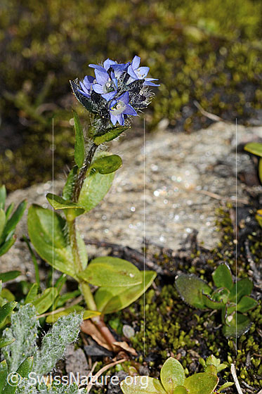 Photo: Veronica alpina. Whole plant (habit). Height = 4cm. The middle leaves are the largest.