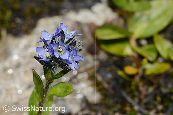 Photo: Veronica alpina. Blossoms and inflorescence.