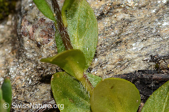 Photo: Veronica alpina. Stem and sessile leaf.