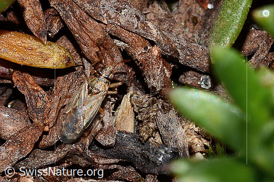Photo: Probably Nysius cymoides. Length 4mm. View from above.