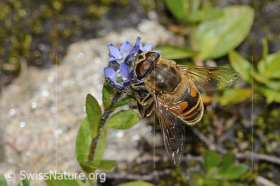 Photo: Eristalis tenax on Veronica alpina. Length 14mm. Male. View from above.