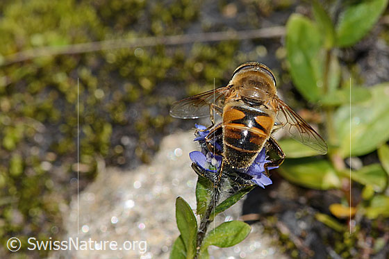 Photo: Eristalis tenax on Veronica alpina. Length 14mm. Male. View from above.