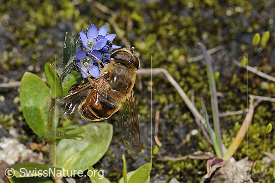 Photo: Eristalis tenax on Veronica alpina. Length 14mm. Male. View from diagonally above.